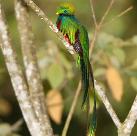 Banco de Imágenes Gratis: Aves del paraíso - Birds of the paradise (13 fotos)