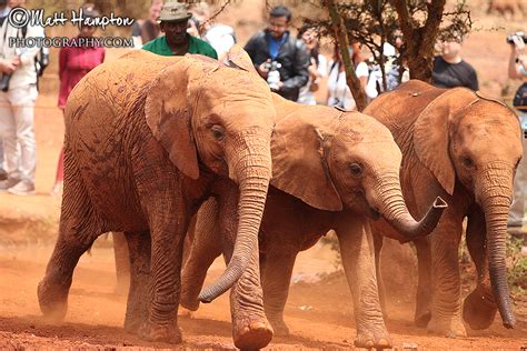 Matt Hampton Photography - Lanarkshire Photographer - Blog: The Sheldrick Elephant Orphanage in ...