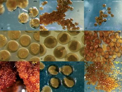 Eriocheir sinensis G5 embryo development. Eggs extracted from female ...