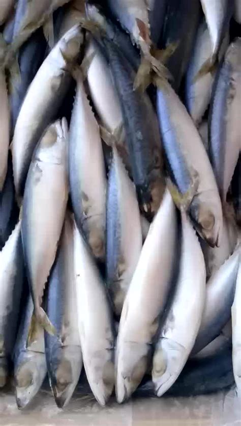 Seafood Quality Cheap Blue Mackerel Fish With Good Price - Buy Mackerel,Blue Mackerel Fish,Cheap ...