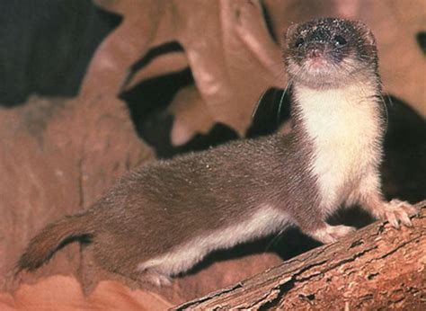 Weasel | Animal Wildlife