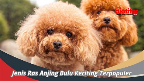 Jenis Ras Anjing Bulu Keriting Terpopuler