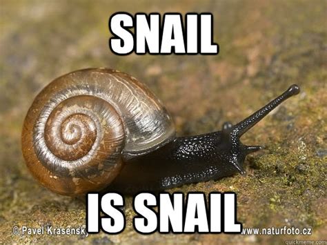 Thread Snail memes | quickmeme