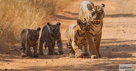 Tadoba National Park - Best Time To Visit | Indian National Parks | Wildlife Photography | Photo ...