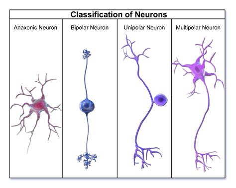 Name different types of neurons and give one function of each.