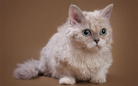 Lambkin Cat Breed - All About This Adorable Fluff Bomb