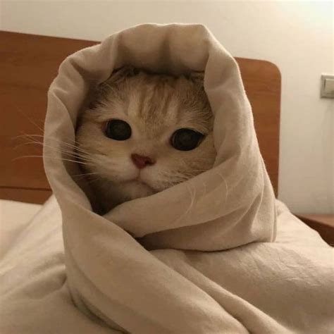 I'm so cozy. | Cute kittens, Mèo rừng na uy, Mèo hài hước