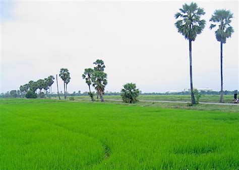 Thailand rice - fascinating Thai rice rituals, dishes and festivals