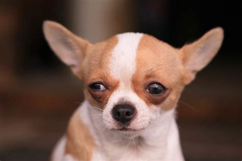 The Skeptical Chihuahua, Taipei | Yi Chen | Flickr