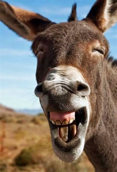 Donkey smiling | Funny animal images, Laughing animals, Animals images