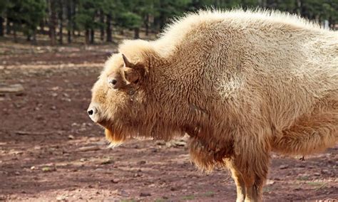 American Bison: Are Buffalo Extinct? - A-Z Animals