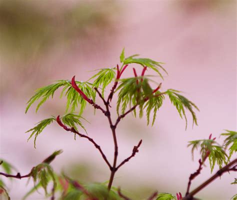 Japanese Maple Tree Seeds Lace Leaf Pink Coral Bark 30 Healthy - Etsy