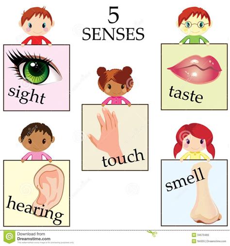 five-senses-educational-concept-vector-illustration-34570466.jpg (1300×1390) | Senses, Childrens ...