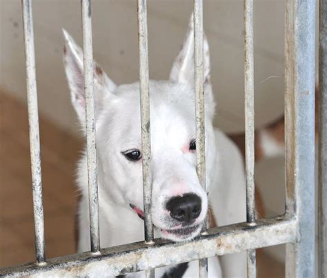 Dogs Cheshire Dogs' Home rescued from Harpurhey and need re-homing - Manchester Evening News