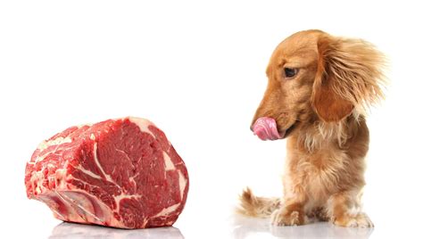 Cook beef for your dog: Benefits and preparation methods