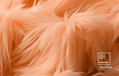 Pantone Color Of The Year 2024 Peach Fuzz - Elle Nissie