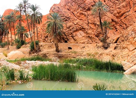 An Oasis in the Sahara Desert Stock Photo - Image of hill, nature ...