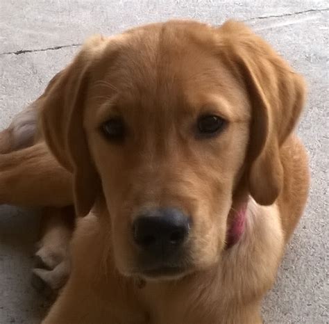 Golden Retriever Mix Labrador Puppies For Sale : Fox Red & Golden Labrador puppies for sale ...