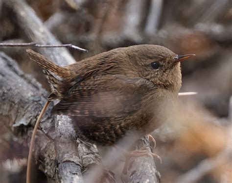 2022 Christmas Bird Count – Another Outstanding Year! – Evergreen Audubon | Evergreen Nature Center