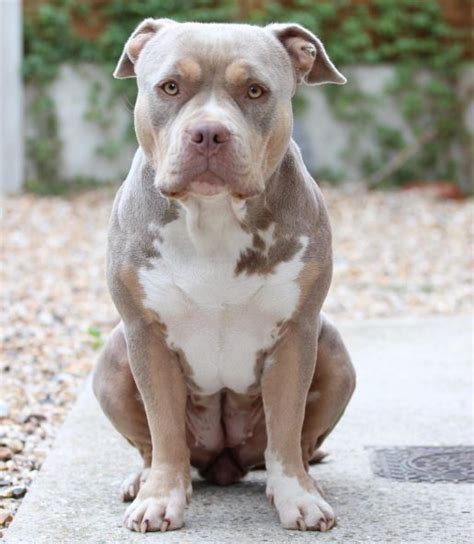 Razor Edge Pitbull: History, Appearance, Temperament, and Health – Terrier Owner