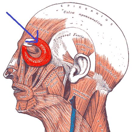 Orbicularis Oculi Muscle | Function, Origin & Insertion | Study.com