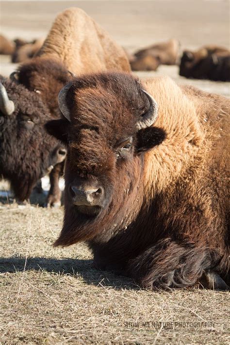 389 best images about Bison/Buffalo on Pinterest | American bison, The ...