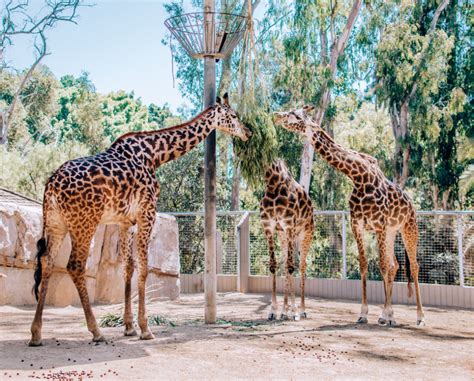 Visiting the San Diego Zoo: What to See and Do