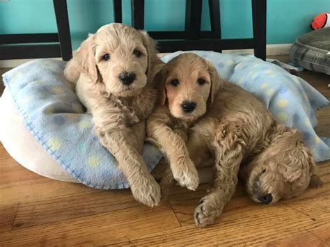 Goldendoodle Puppies For Adoption In Ct - Labradoodle Puppy Adoption ...