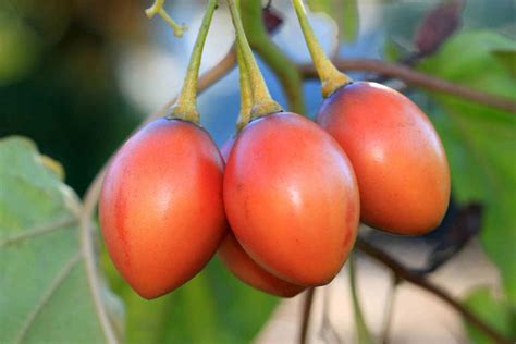 How to Plant and Grow a Tree Tomato (Tamarillo)