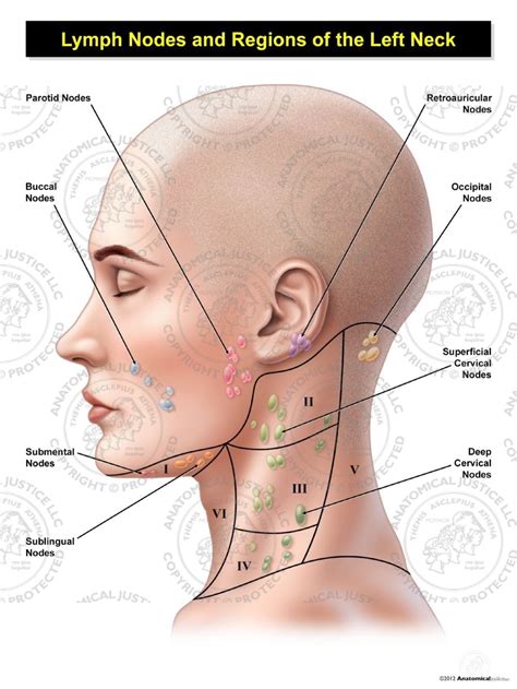 Lymph Nodes In Neck