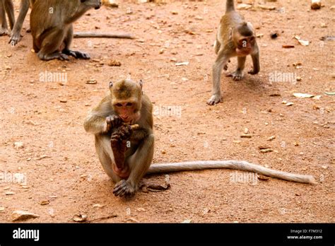 Monkey on Jungle of Thailand Stock Photo - Alamy