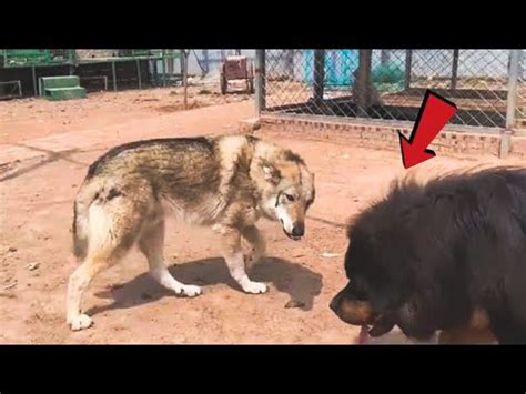 Is a tibetan mastiff bigger than a wolf? [Updated Guide]