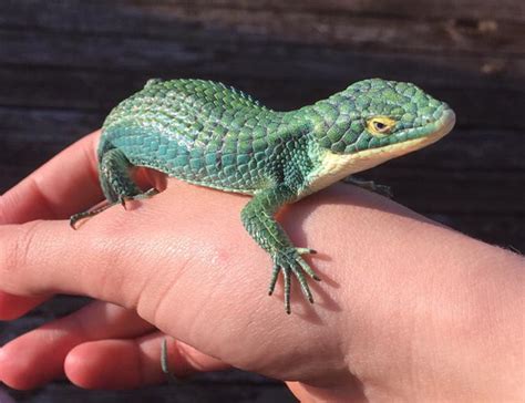 Dahlia, the Abronia Graminea (Mexican Alligator Lizard) : r/reptiles