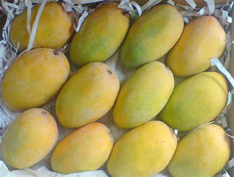 Kesar Mango - Exporters & Suppliers in India.