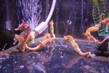 How to Set Up a Seahorse Aquarium | Seahorse aquarium, Pet seahorse, Saltwater aquarium fish