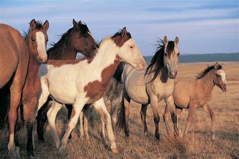 10 Best Spanish Horse Breeds