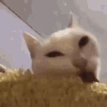 Cat Eating Corn GIF - Cat Eating Corn - Discover & Share GIFs