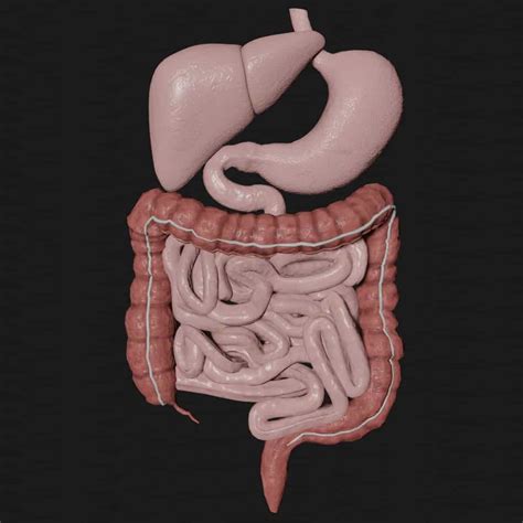 Digestive System 3D Model Low Poly Game ready - Team 3d Yard