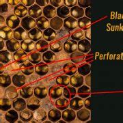 How to Save the Honeybee in South Africa • Environment • A-1 Honey