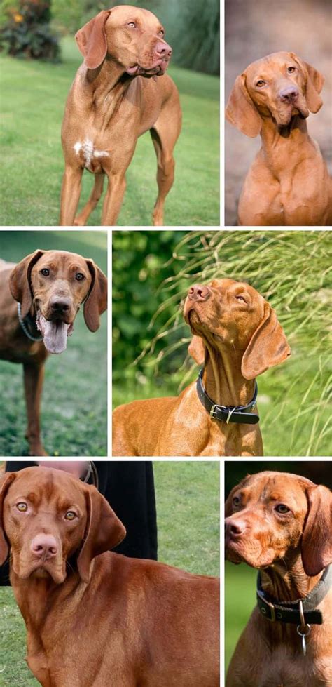 Unveiling the Secrets: A Comprehensive Guide to The Vizsla Colors You Need to Know | Vizsla ...