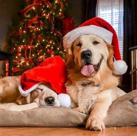 Pin by Teresa Brumbelow on Must Love Dogs | Dog christmas photos, Dog christmas pictures, Golden ...