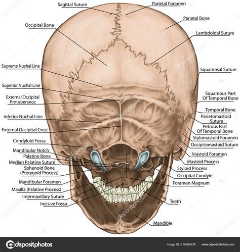 Bones Cranium Skull Anatomical Construction Bones Human Head Parietal ...