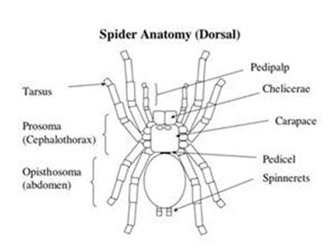 Chelicerata - General Characteristics