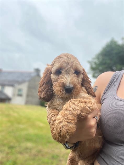 Cockapoo Puppies for Sale in the UK from Felindre Cockapoos