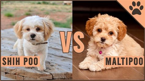 Shih Tzu Poodle Maltipoo Shih Tzu Poodle Maltese Dog - Anak Instristans Blog