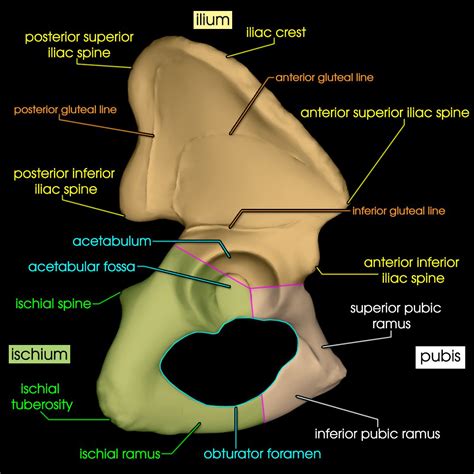 Pelvic Bones | AnatomyZone