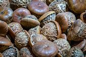 Free picture: seed, acorn, wood, leaf, nature, food, ground, outdoors, tree, season