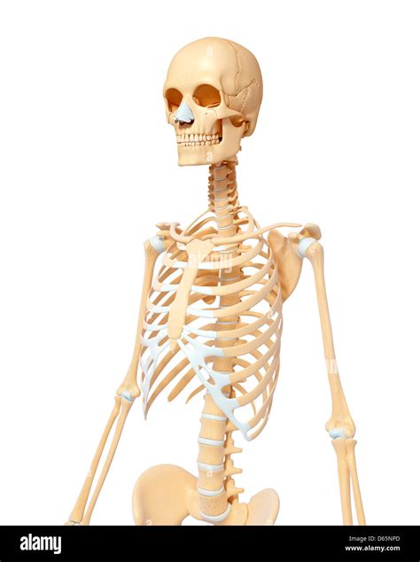 Human female skeleton hi-res stock photography and images - Alamy