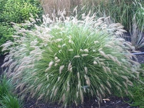 Cassian Dwarf Fountain Grass - Velvety Pink Blooms That Sway In The ...