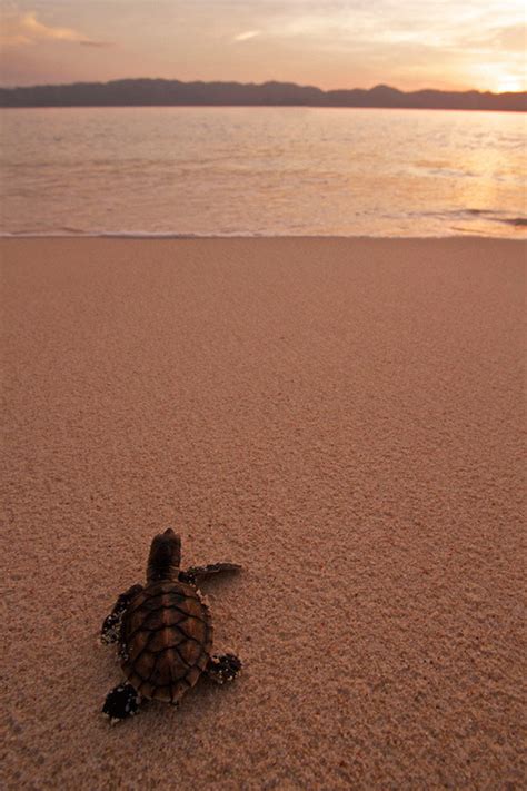 Butterfly Kisses at the Beach — wonderous-world: Almost home by Steve ...